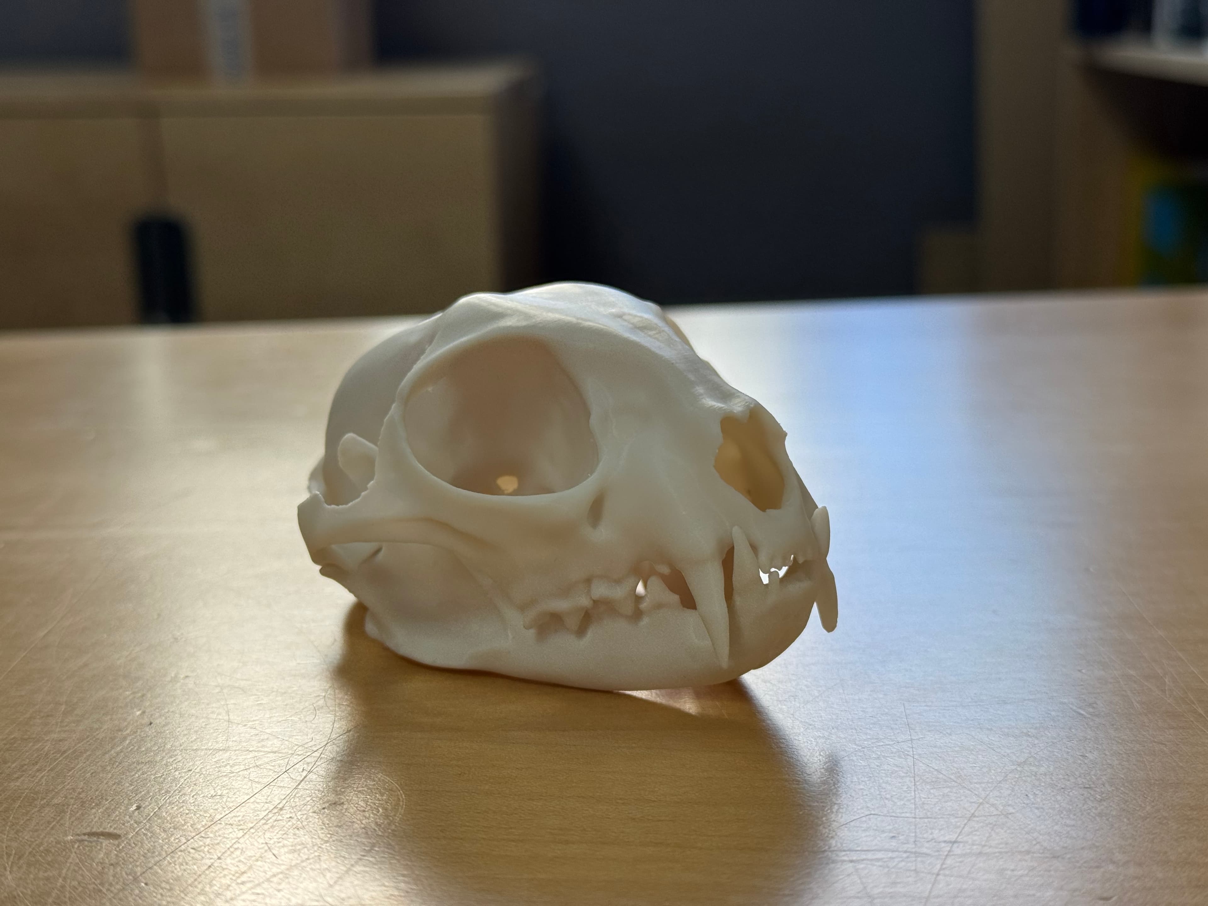 Realistická 3D Lebka